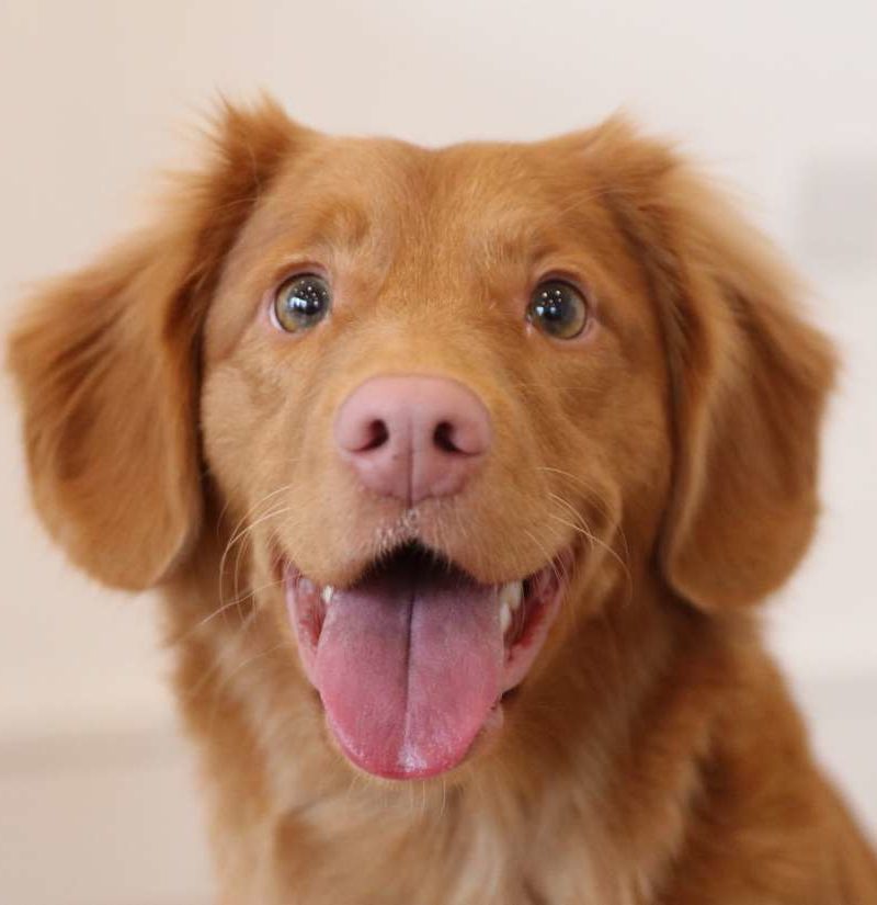 image from WERateDogs Data Wrangling